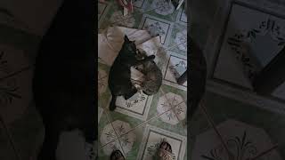 morning kulitan #formerstraycats #fromthestreets