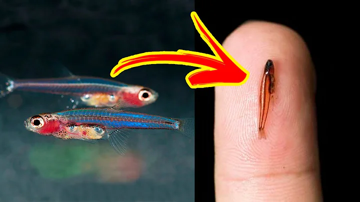 The SMALLEST FISHES In The World 🐟🔍 - DayDayNews