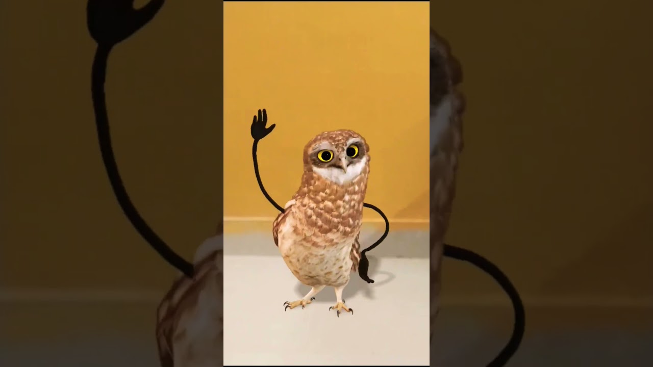 🤎owl dance😉🕺🏻💃🏻