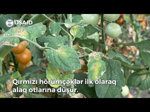 Pomidor və Xiyar Bitkisində Qırmızı Hörümçək və Onunla Mübarizə Tədbirləri