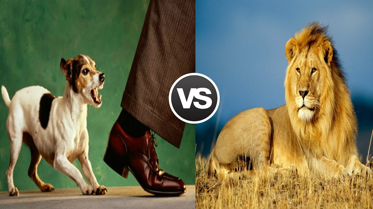 Assertive vs Aggressive - What's The Difference? - YouTube