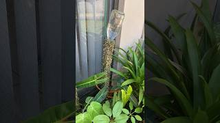 watering my moss pole #plant #plants #plantcollection #houseplants