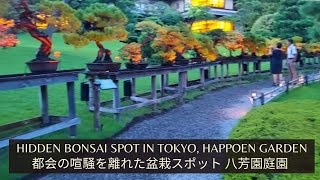 Hidden Bonsai Spot in Tokyo, Happoen Garden 都会の喧騒を離れた盆栽スポット八芳園庭園