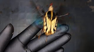 Crazy colorful beetle! Mecynorhina Kraatzi (Beetle ASMR)