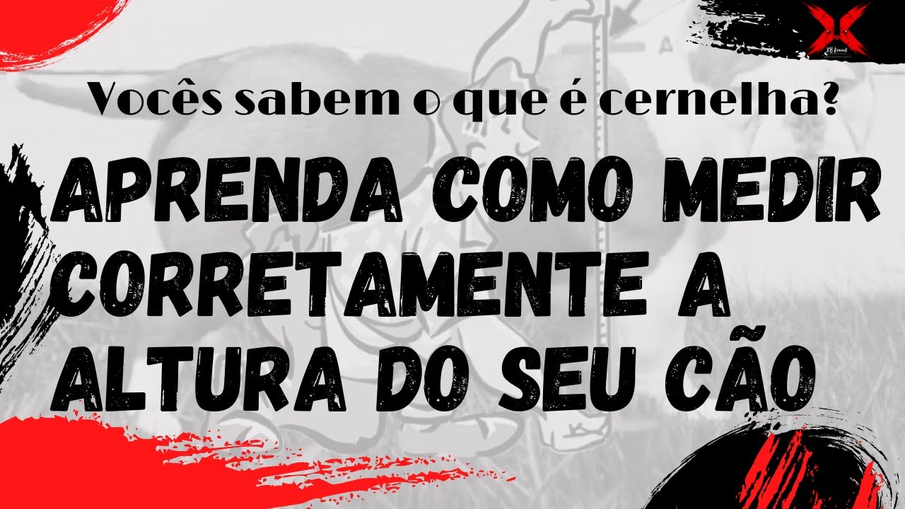 Como medir a altura do seu cão