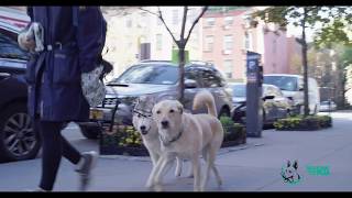 Meet the Dream Team: Jen by Dream Come True K9, LLC 268 views 5 years ago 45 seconds