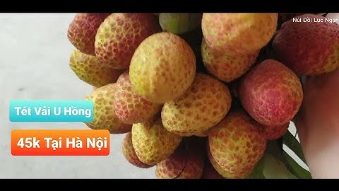 Test Vải U Hồng 45K Tại Hà Nội Mà Nó Lạ Lắm l Núi Đồi Lục Ngạn