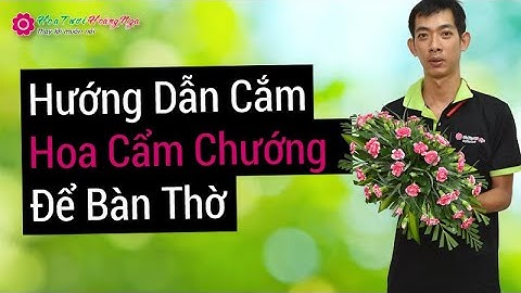 Hướng dẫn cắm hoa cẩm chướng để bàn