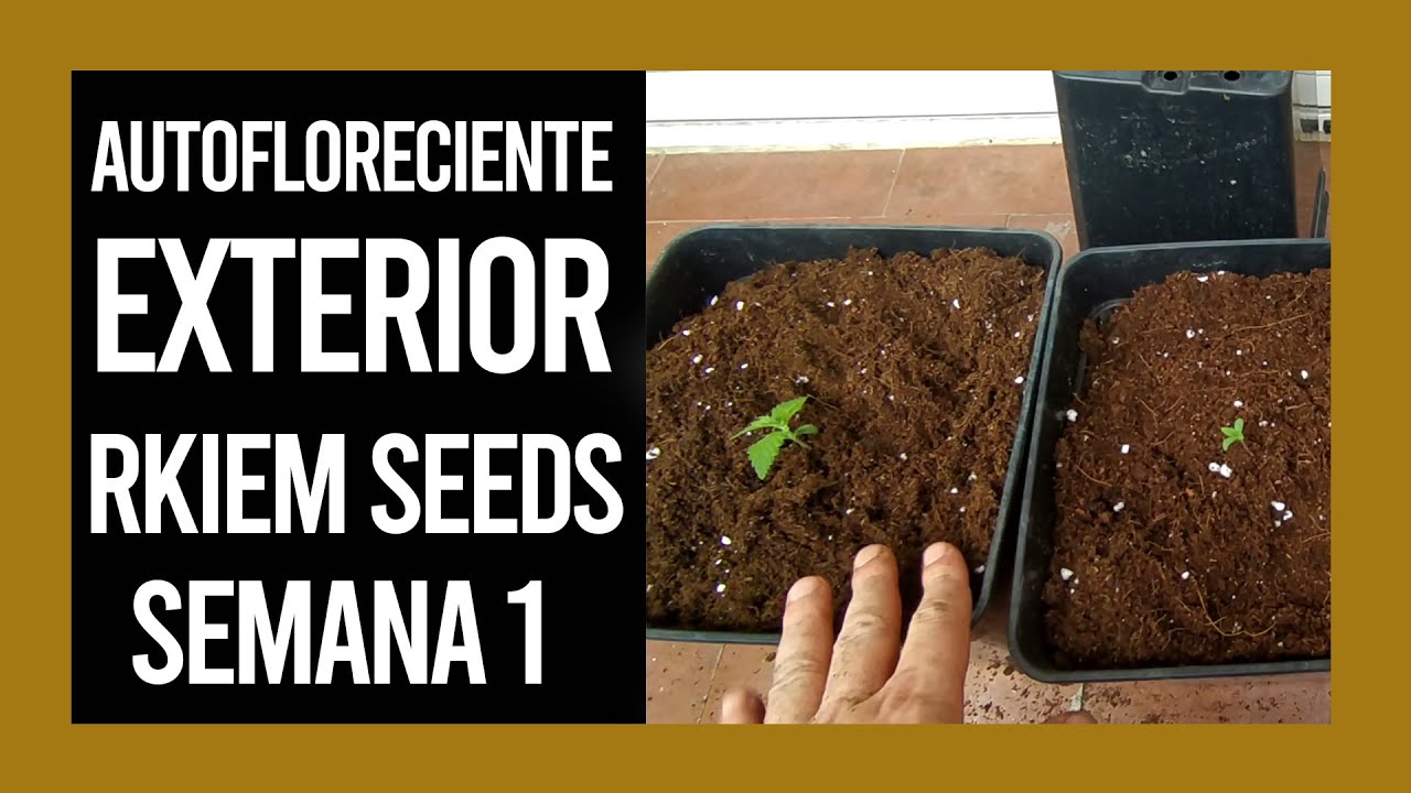 AUTOFLORECIENTES EXTERIOR 2022 SEMANA 1