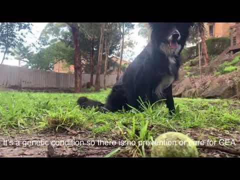 Video: Collie Eye Anomaly Hos Australske Kelpie-hunder I Polen
