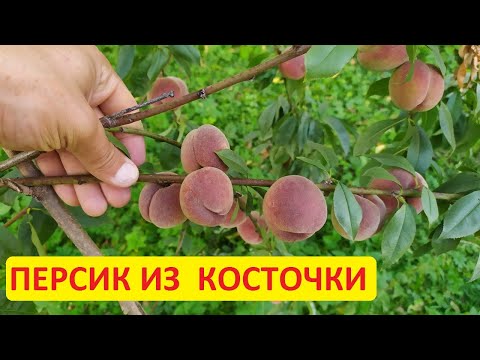 Персик из косточки - конкретный пример, первый урожай