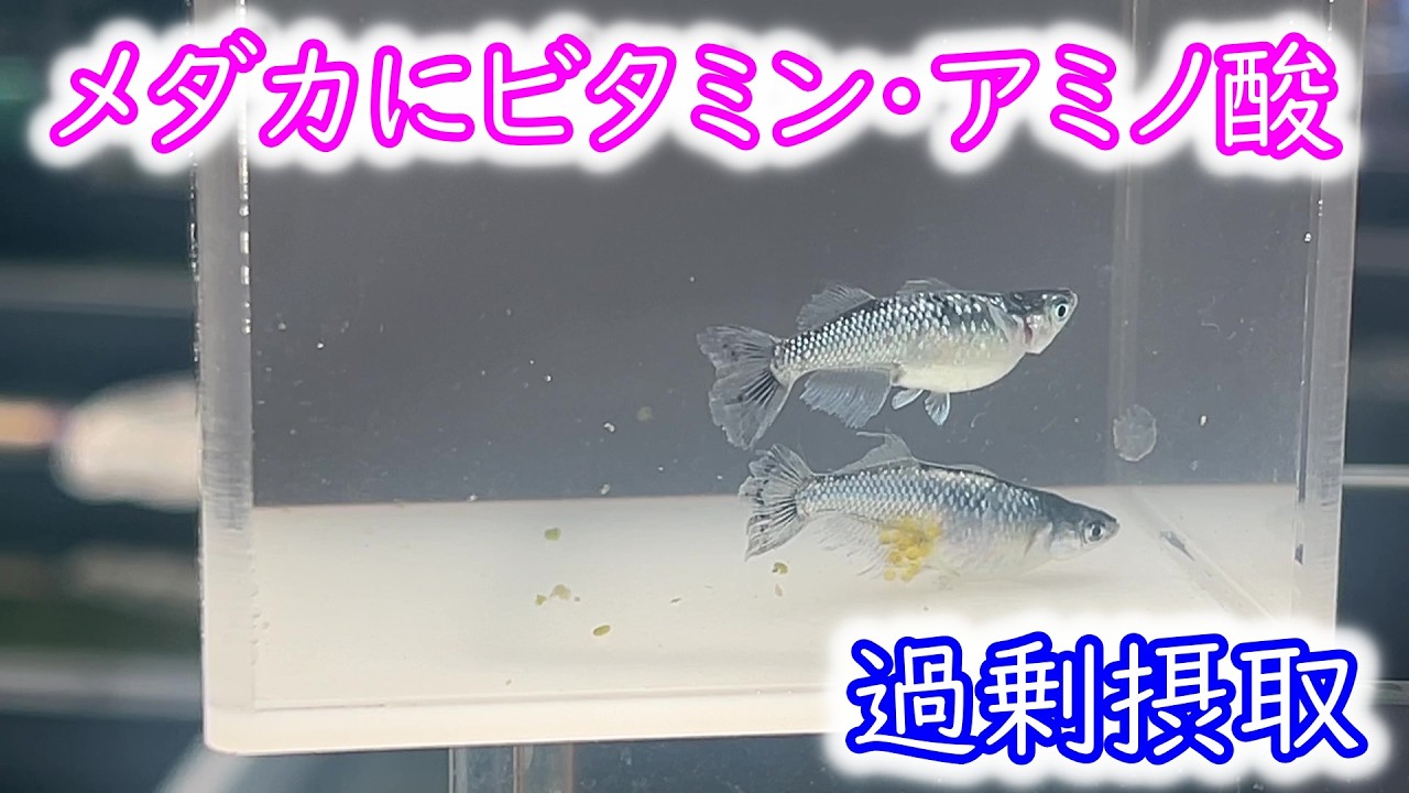 ◎大和メダカ◎　○トータルビタミンコンディショナー○　２５０ml　３０００Ｌ分 大和メダカ○トータルビタミンコンディショナー○250ml 3000L
