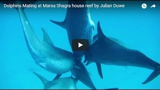 Dolphins Mating at Marsa Shagra house reef by Julian Duwe