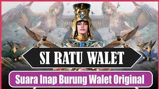 Suara Inap Ratu Walet Original Suara Inap Burung Walet