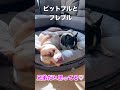 ピットブルのロッキーとフレブルのりくが仲良くお昼寝♪#shorts