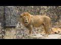El Rugido del León / Zoológico de Cali - Colombia