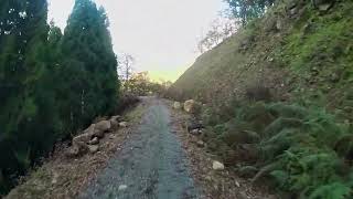 [兵庫県養父市] 林道 瀞川・氷ノ山線 2回目3 道を間違えたらかわいい動物に遭遇