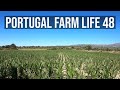 Portugal Farm Life 48 - No irrigation corn crop and vineyard progress - Summer Homestead Farming