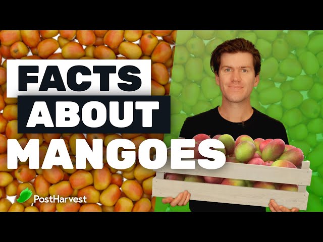 BBC Radio 4 - Radio 4 in Four - 13 juicy facts about mangoes