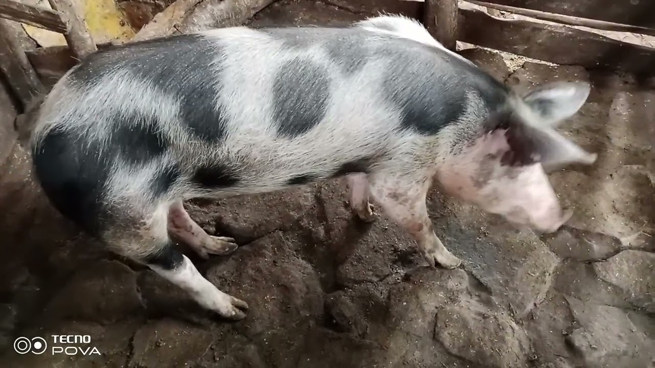 UKO WATANGIRA UBWOROZI BW'INGURUBE