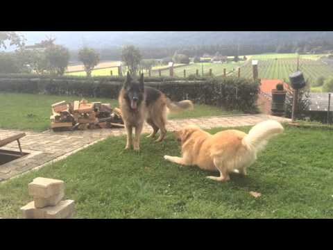 golden retriever vs german shepherd fight fight in snow odin the destroyer vs yellow lab golden retriever vs german shepherd fight fight in snow odin the destroyer vs yellow lab