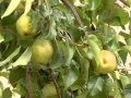 Tips on Harvesting Pears