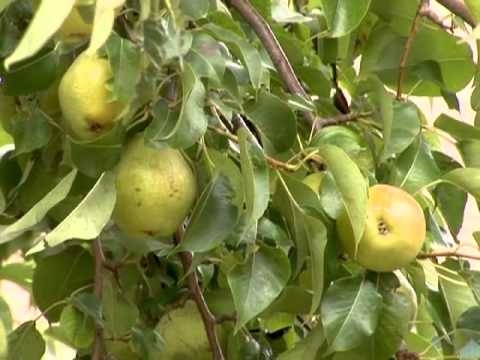 Video: Harvesting a päronträd - tips om när och hur man plockar päron