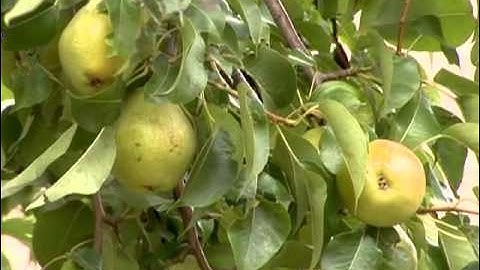 Tips on Harvesting Pears