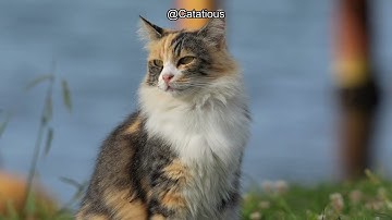 Why Your Cat is Eating Cat Litter: Causes, Solutions & What You Need to Know