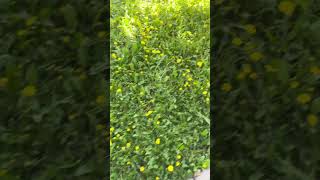 Море из одуванчиков🌼 #shortvideo #nature #маникюрсавельевавиктория #хочуврек #красота #природа