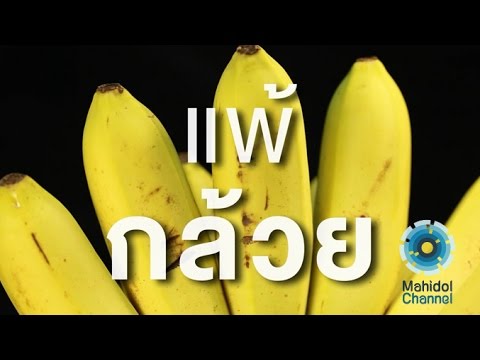 คลิป MU [by Mahidol] แพ้กล้วย นักวิทย์ฯ มหิดล คุยเรื่องการแพ้ และสาเหตุของอาการที่เกิดขึ้น