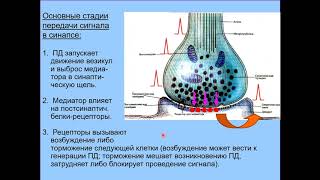 Дубынин В. А. - Химия мозга - Строение и работа синапса. Принципы деятельности веществ-медиаторов