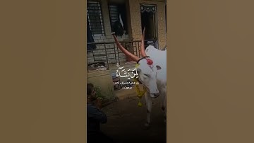 #القارئ_ياسر_الدوسري