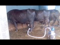 Buffalo Milking Machine Video