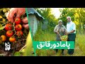 پامادورقاتق و لوبیا خشکابیج خورش گوجه فرنگی محلی گیلان Lubia Khoshkabij And Pamador Ghatogh پامادورقاتق و لوبیا خشکابیج خورش گوجه فرنگی محلی گیلان Lubia Khoshkabij And Pamador Ghatogh