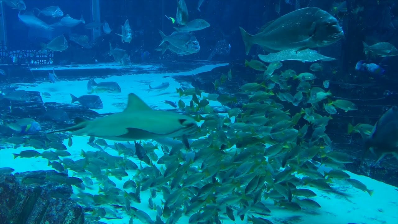 Fish production rank of India 