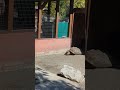 Tortoises and a lemur at Jungle Gardens Sarasota