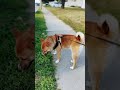 Electric scooter vs Shiba inu 🔥💯 #shibainu #Puppy #Dog #10months #Love #Shiba #doglife