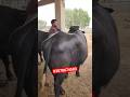 Big Gabban Jhotian farm in Pakistan ##dairyfarm #farmingbusinesstv #reels