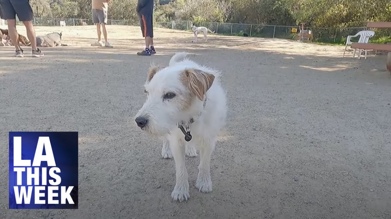 LA This Minute - Laurel Canyon Dog Park Gets a Makeover