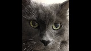 My Nebelung cat, Logan, is such a lover! He loves to purr and greet me!