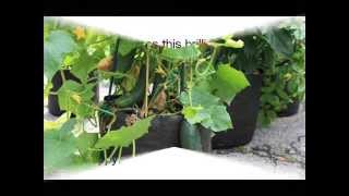 Smart Pots 1000 Gallon Soft Sided Container