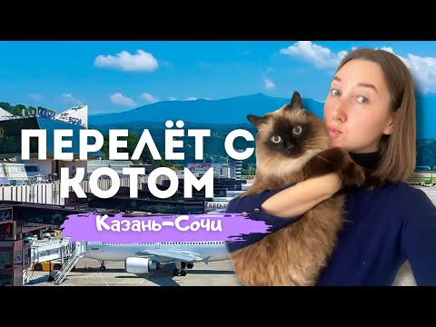 ПЕРЕЛЕТ С КОТОМ В САЛОНЕ | переноска | стоимость перелета | как успокоить и подготовить | правила