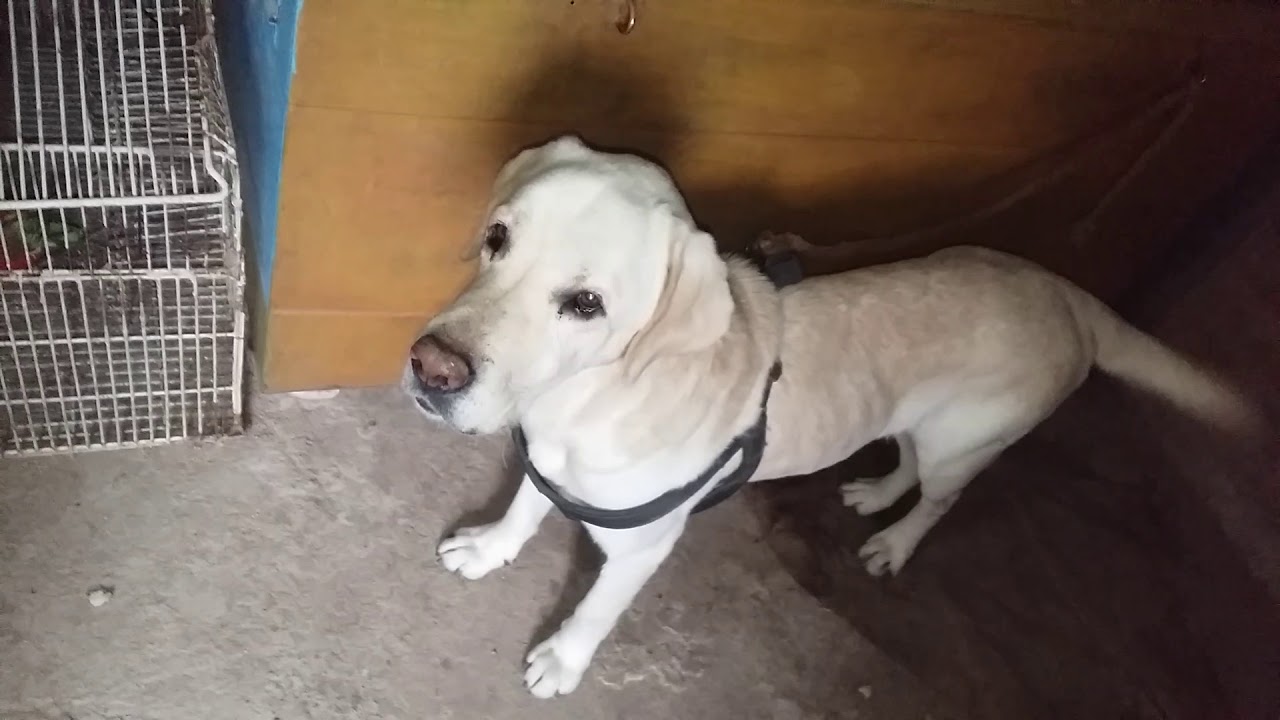 Lebra dog Jabalpur JBP YouTube