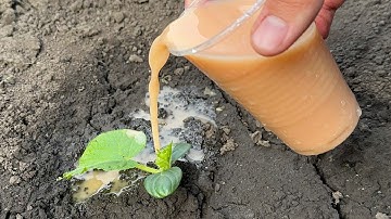 Cucumbers will grow in a moment! Just pour this over the cucumber shoots!