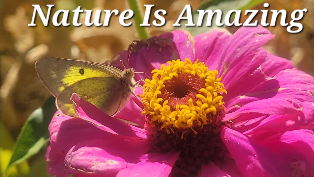 Nature Is Amazing: Enjoying The Bees And Butterflies Today