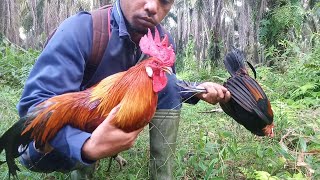 mata pikat AYAM HUTAN !!! cedera