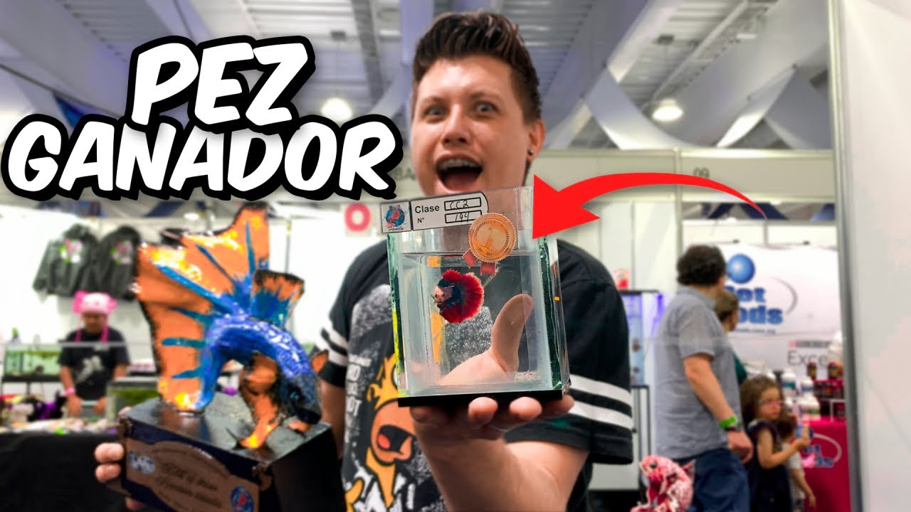 Los bettas CAMPEONES  de Mario Blogs
