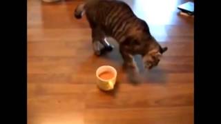 Cats confused by random things - Funny cats compilation by Funny Cats 489 views 7 years ago 3 minutes, 37 seconds