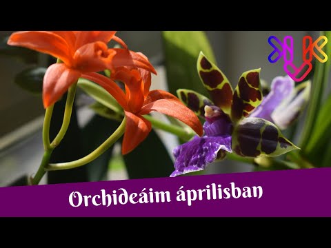 Videó: A Dracula Rettenetesen Gyönyörű Orchidea. Otthoni ápolás. Fajták. Fotó